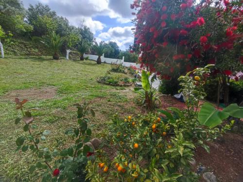 a garden with fruits and flowers in a yard at Marianna House in Agios Georgios Pagon