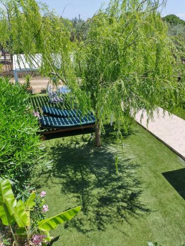 a tree in the middle of a lawn with a bench at Angel House in Drosia