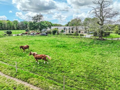 two horses running in a field of grass at Holiday Home Karvez by Interhome in Ploeren