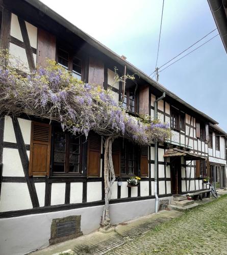 a building with purple flowers on the side of it at My l'ITTle Home in Ittenheim