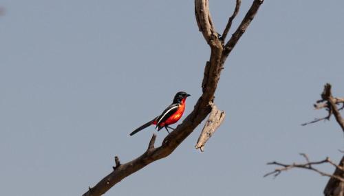 a red bird perched on a tree branch at Royal Morubisi Founder's Lodge in Kaingo Private Game Reserve