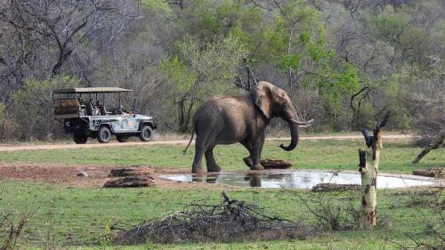 an elephant walking in the mud in front of a vehicle at Royal Morubisi Founder's Lodge in Kaingo Private Game Reserve