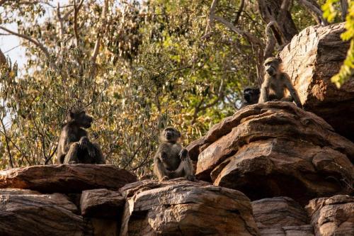 a group of monkeys sitting on top of rocks at Royal Morubisi Founder's Lodge in Kaingo Private Game Reserve