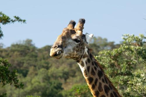 a giraffe standing in front of some trees at Royal Morubisi Founder's Lodge in Kaingo Private Game Reserve