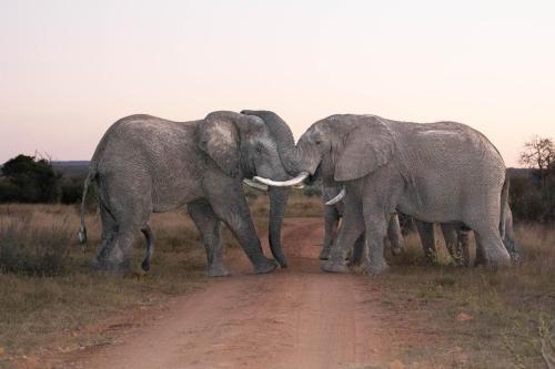 two elephants are kissing on a dirt road at Royal Morubisi Founder's Lodge in Kaingo Private Game Reserve