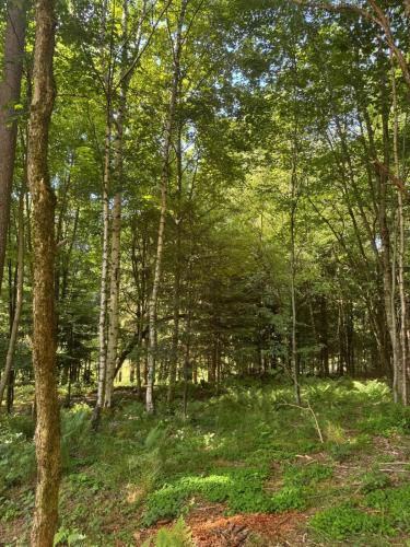 a wooded area with green grass and trees at Villa - Détente & Jacuzzi aux portes de Gérardmer in Anould