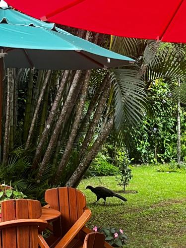 a black cat walking under a red and blue umbrella at Jardim Secreto - Itaipava in Itaipava