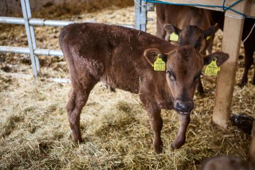 a baby calf with tags on its ears standing in hay at Bocks Apartments 53C in Wald am Arlberg