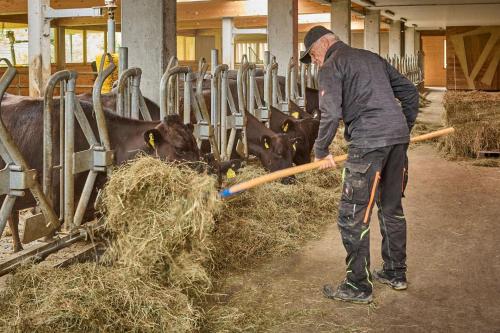 a man standing in front of cows eating hay at Bocks Apartments 53C in Wald am Arlberg
