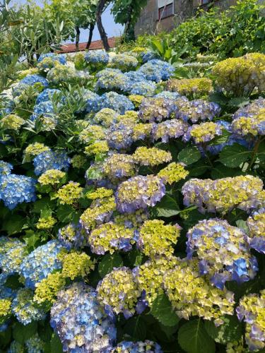 Taman di luar Refúgio das Hortênsias