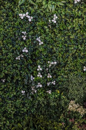a group of white flowers in a green plant at Agriturismo Bonaventura in Montefiascone