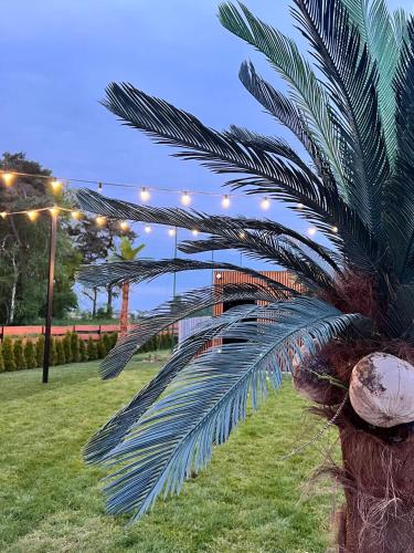 Domki Piaskowa11 Palm Resort & Wellnessにある庭