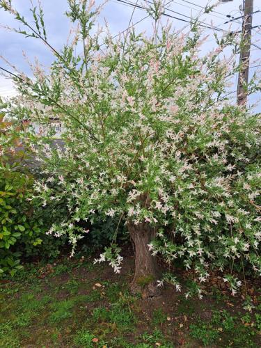 a small tree with white flowers on it at le chemin des Bérands chambres d'hôtes Renaison in Renaison