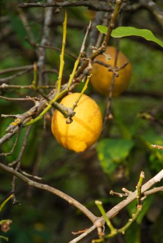 Fotografie z fotogalerie ubytování Quinta do Vale Lemontree Nest v destinaci São Bartolomeu de Messines