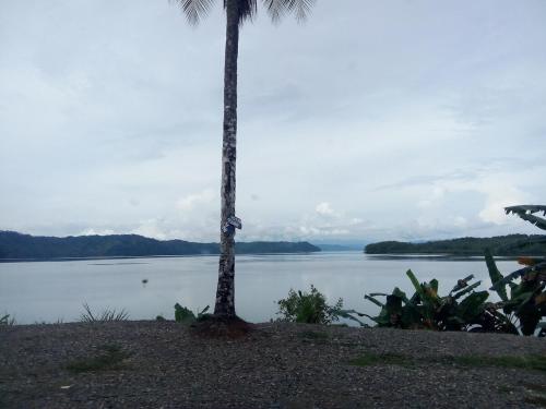 two palm trees next to a body of water at Casa de Campo Golán in Puerto Jiménez