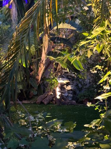 a garden with a pond and a palm tree at Los Angeles Hideaway - Villa Costanso in Los Angeles