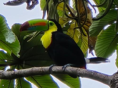 Animales en el departamento o alrededores