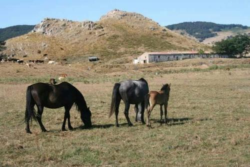 Gallery image of Agriturismo "Donna Cettina" - Casa Abbadessa in Tortorici