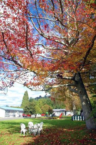 a group of animals walking in a park under a tree at Fairy Springs Motel in Rotorua