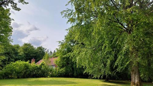 a large tree in a yard next to a house at Kongsø Bed & Breakfast in Bryrup