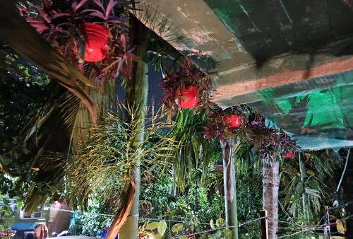 a bunch of plants hanging from a ceiling at Green View Homestay in Siliguri