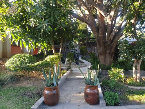 two large vases with plants in them in a garden at The Oasis Evergreen Lodge in Mpemba