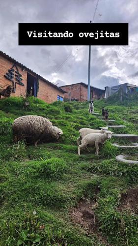 a group of sheep grazing in a field of grass at Espectacular cabaña campestre con granja in Zipaquirá