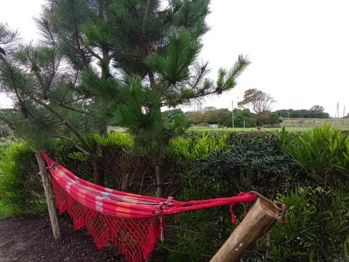 a hammock sitting next to a pine tree at Tiny House con parrilla y jardín cerca del mar in Colonia Chapadmalal