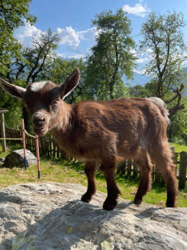 a brown goat standing on top of a rock at Appartements Lehenhof in Sankt Johann im Pongau