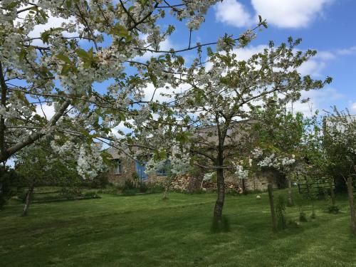 a group of trees with white flowers in a yard at Cotswolds Mine Hill House in Lower Brailes