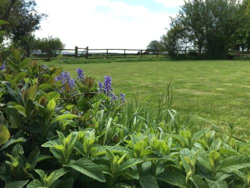 a garden with purple flowers and a field in the background at Cotswolds Mine Hill House in Lower Brailes