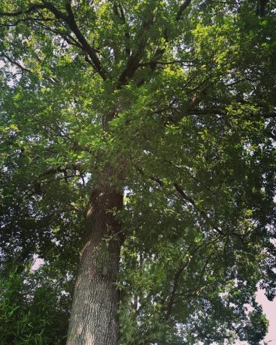 a large tree with green leaves on it at Antica Quercia Apartment in Avigliana