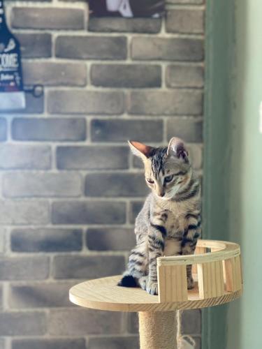 a cat sitting on top of a wooden stand at The First 南灣膠囊旅店 in Nanwan