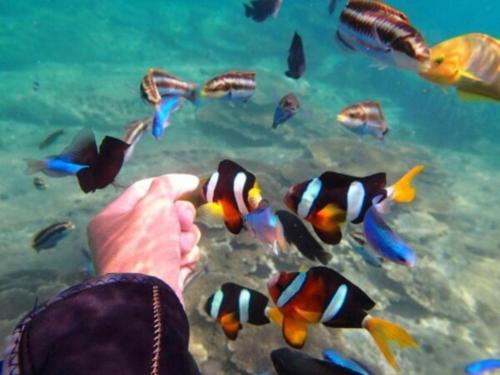 a person feeding a group of fish in the water at AKISAWA HOTEL in Shimanto