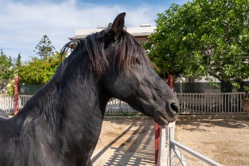 Zvířata v apartmánu nebo okolí