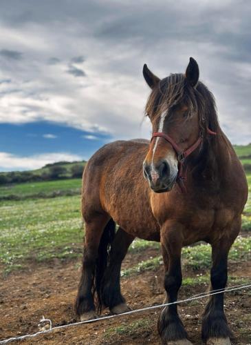 a brown horse standing in a field at Niditas Suites & Horses in Santillana del Mar