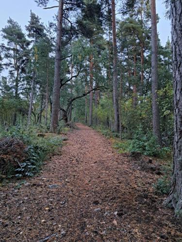 a dirt road in a forest with trees at Rantasauna, Villa Mainiemi in Hämeenlinna