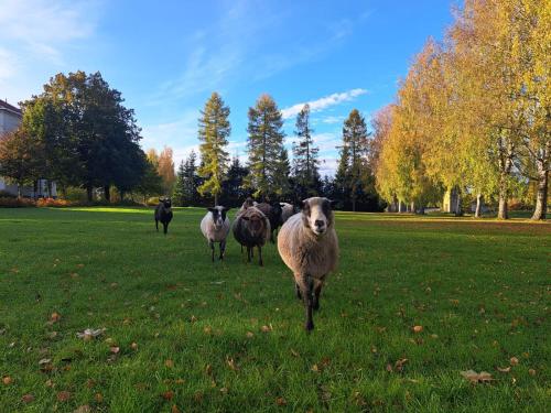 a group of sheep walking in a field at Rantasauna, Villa Mainiemi in Hämeenlinna