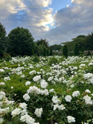 a field of white flowers in a field at Maison de vacances avec piscine chauffée, jacuzzi et jardin privé - proche circuit des 24h du Mans in Saint-Christophe-en-Champagne