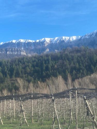 a vineyard with snowy mountains in the background at La Closerie de la Riviere, Sisteron Bevons in Bevons