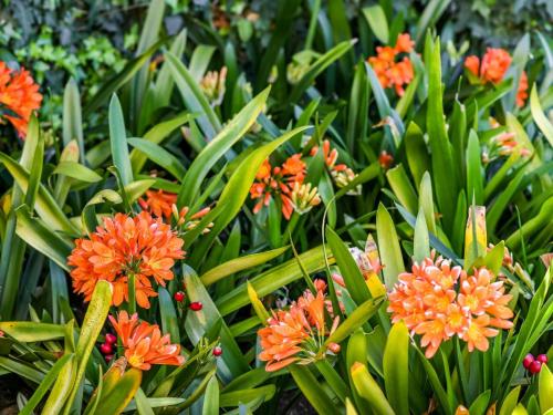 an arrangement of orange flowers in a garden at Four Palms Accommodation in Durbanville