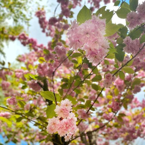 a bunch of pink flowers on a tree at CAZAUDEHORE Hôtel Restaurant Gastronomique Terrasse et Jardins in Saint-Germain-en-Laye