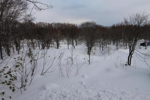 a field covered in snow with trees and bushes at Forest Hideaway in Niseko