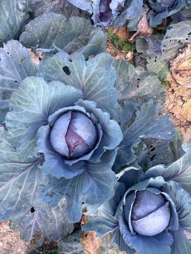 a close up of a cabbage plant on the ground at Ta Skorba Farmhouse Mgarr in Mġarr