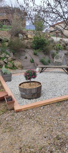 une plante dans un pot sur une planche de bois dans l'établissement Studio les femmes, à Bosas