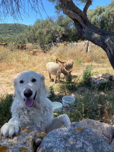 a white dog laying in the grass next to some sheep at Stazzu Pittorra in Barrabisa