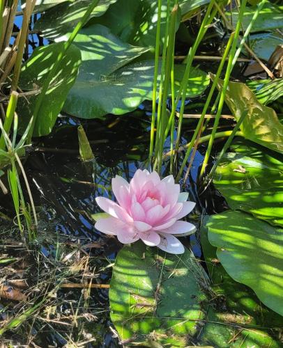 a pink water lily in a pond with leaves at Spacious and modern home 8 guests à Juvignac in Juvignac