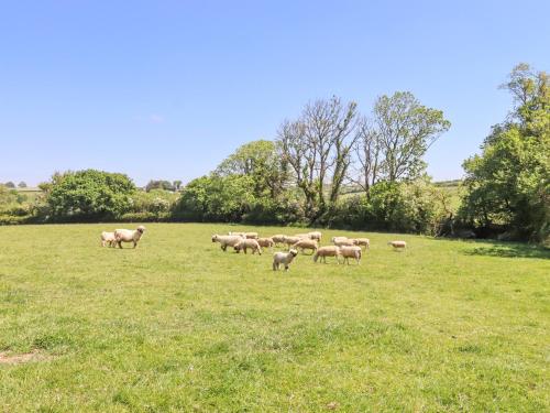 a herd of sheep grazing in a field of grass at Little Henford in Beaworthy
