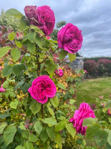 a group of pink roses in a garden at Seven Stars B&B in Portarlington