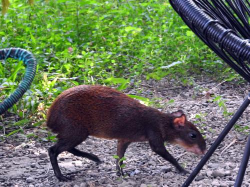 a small animal walking on the ground at Smile Jungle Hostel in Puerto Viejo